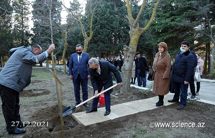 AMEA-nın prezidenti, akademik Ramiz Mehdiyev “Prezident çinarlığı”nda Şərq çinarı əkib